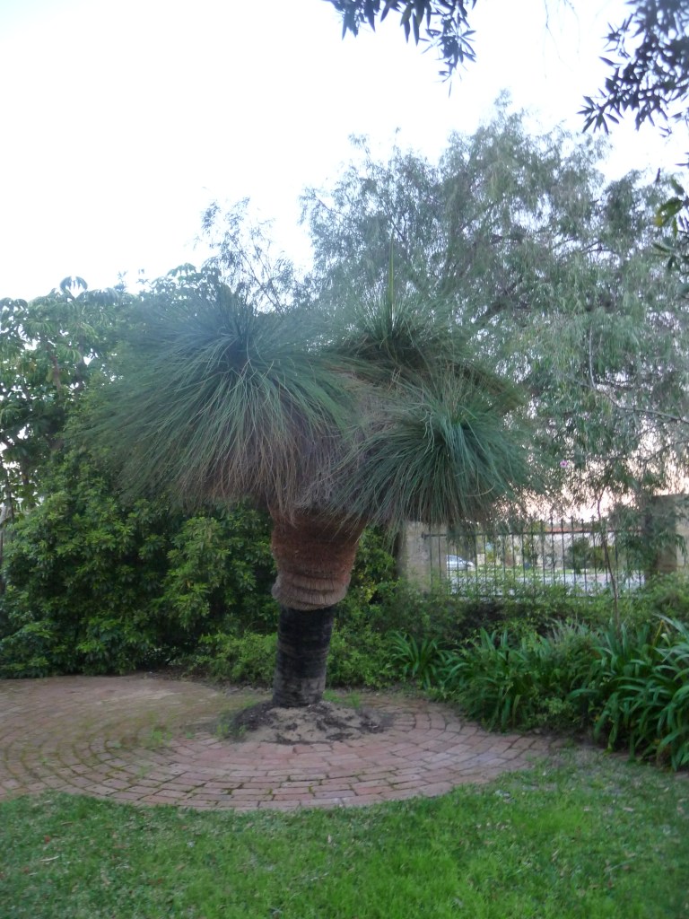 Grass Tree In Our Front Garden Perth Western Australia