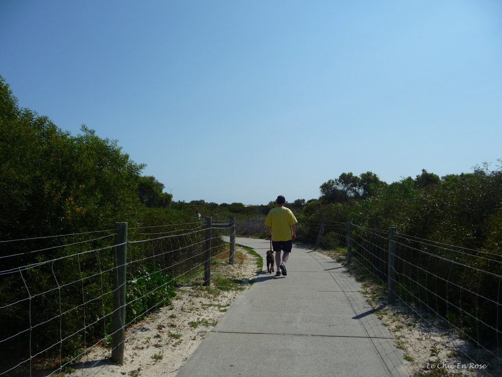 Winston Le Schnoodle walking along the coastal path near Hillarys Beach