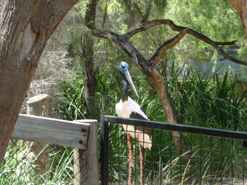 Australian Wetlands Perth Zoo