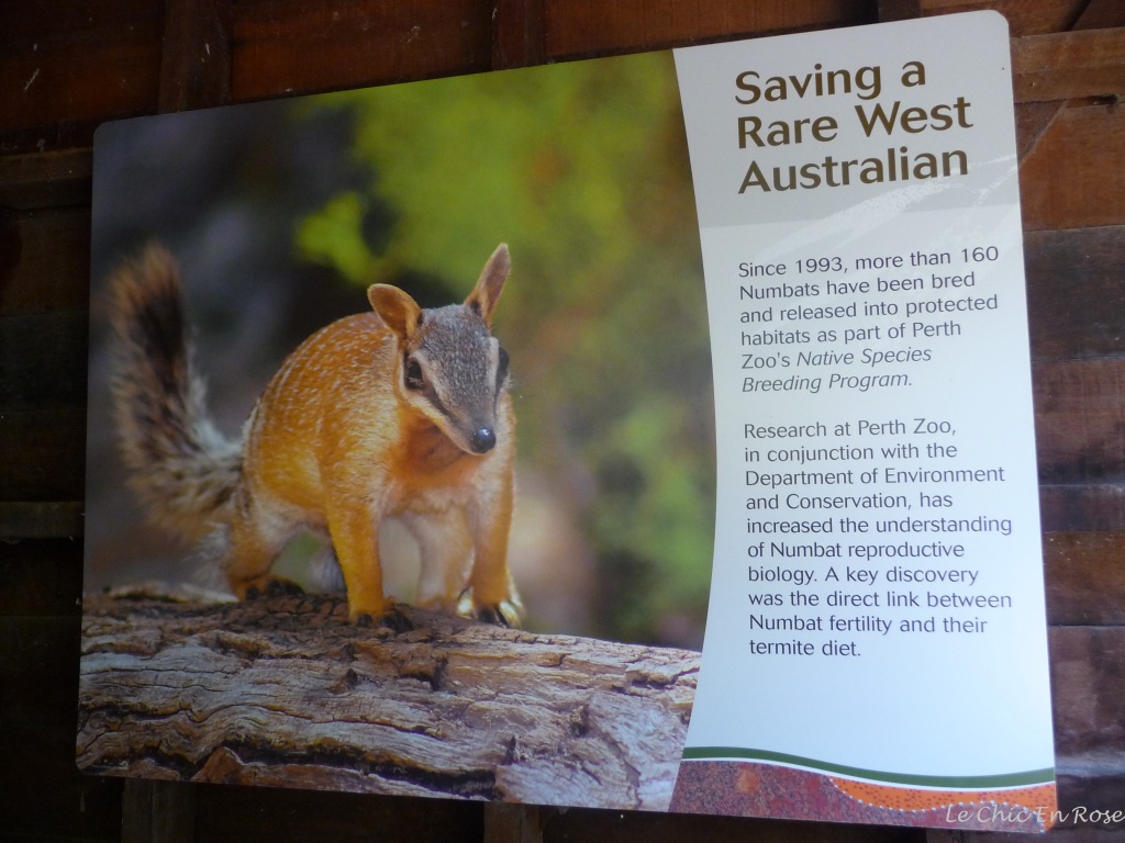 A picture of the elusive numbat and some information on the conservation programme at Perth Zoo!
