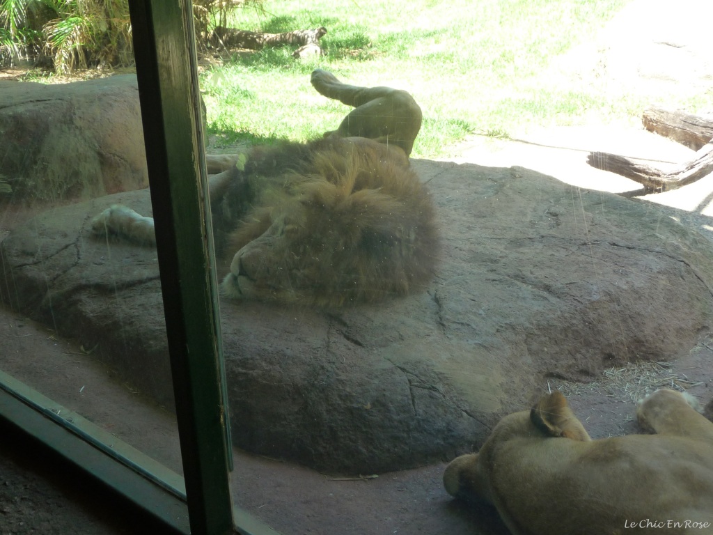Lions relaxing in their enclosure at Perth Zoo