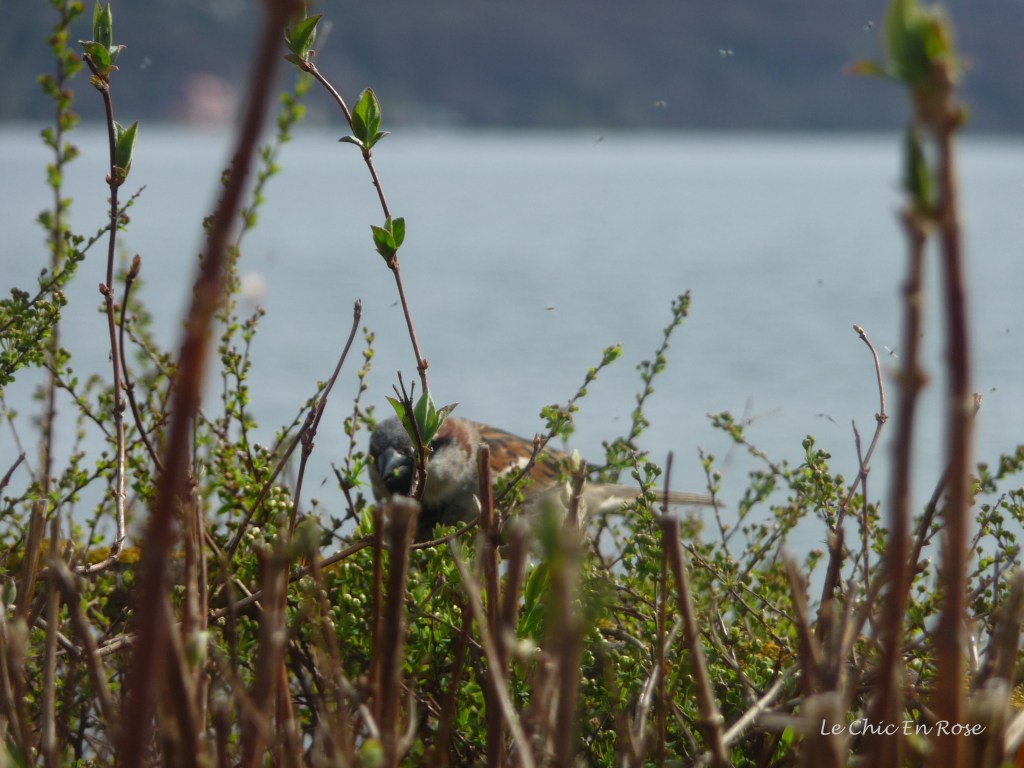 The little birds were hovering hoping for food